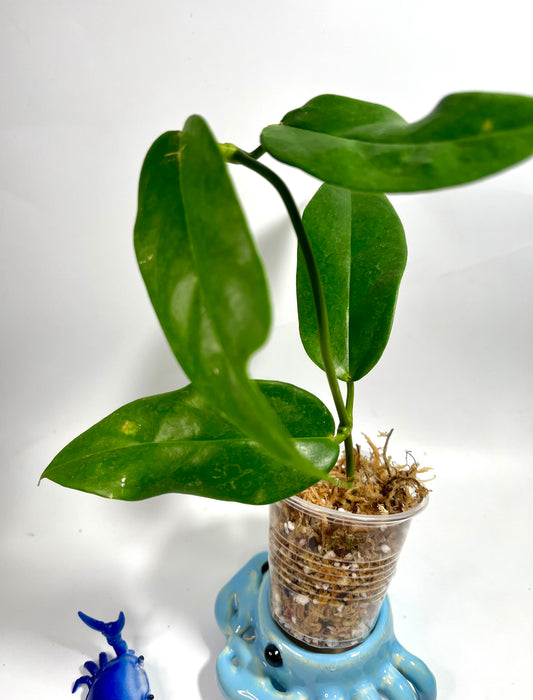 Hoya halconensis - Unrooted