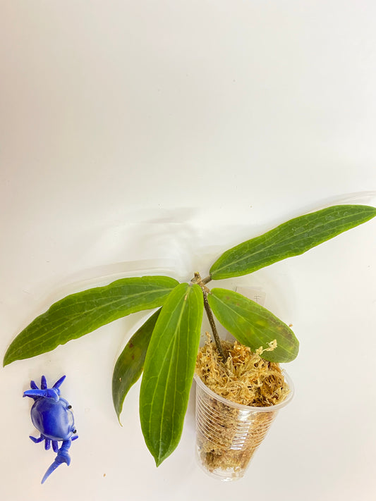 Hoya bordenii - starting my to root