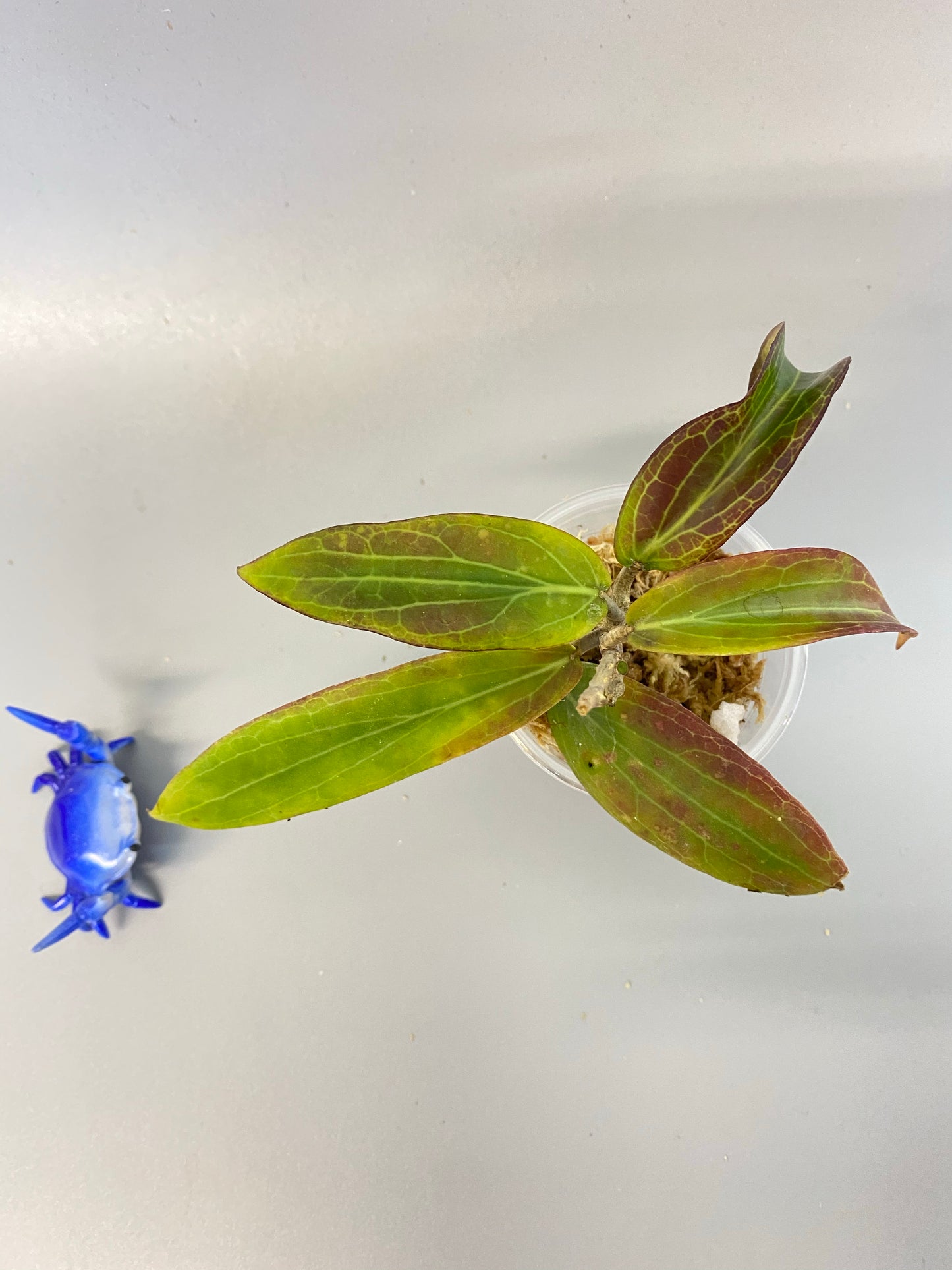Hoya bordenii - has some roots