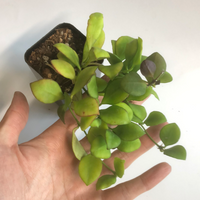Hoya heuschkeliana pink