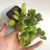 Hoya heuschkeliana pink