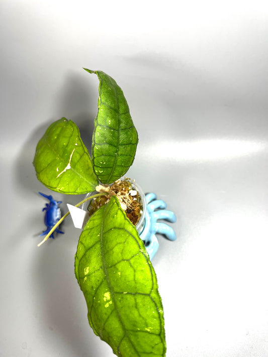 Hoya sp perak Malaysia - active growth