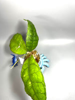 Hoya sp perak Malaysia - active growth
