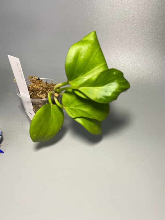 Hoya sp png sv 432 - has some roots