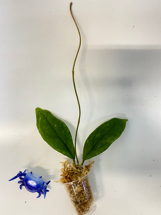 Reserved for Katie - Hoya sp limbang - unrooted