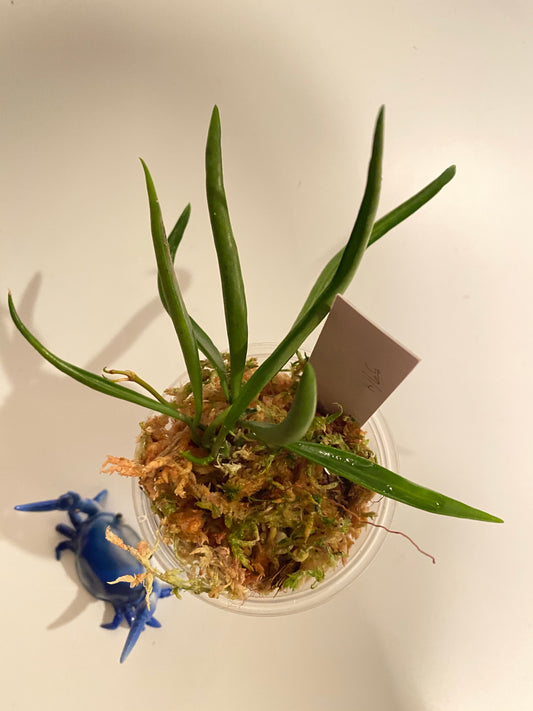 Hoya acicularis mutate - starting to root