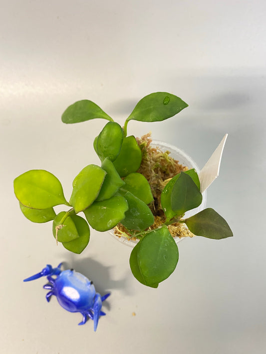 Hoya heuschkeliana pink - active growth