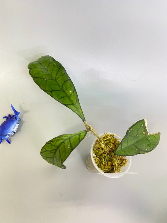 Hoya kalimantan - active growth