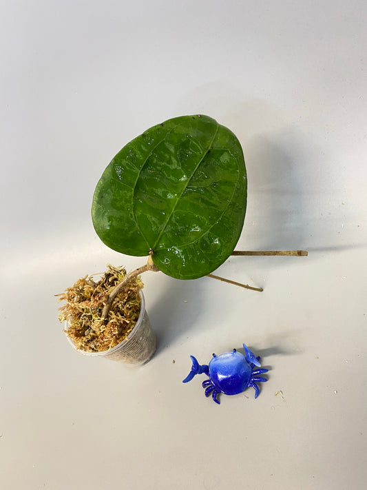 Hoya glabra - has some roots