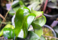 Hoya swiffers tail RHM-022  - fresh cut 3 nodes / 3 leaves - unrooted