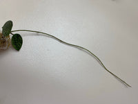 Hoya parasitica splash - starting to root