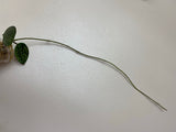 Hoya parasitica splash - starting to root