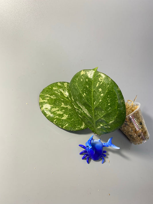 Hoya ‘Michele’ - unrooted