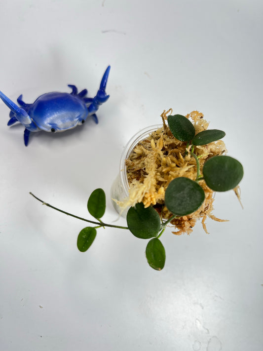 Hoya serpens -  Unrooted