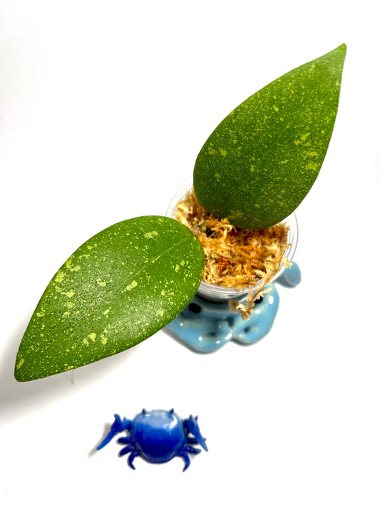 Hoya aff Verticillata vietnam - unrooted