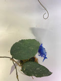Hoya caudata big green leaf - active growth