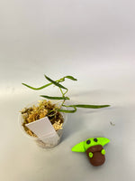 Hoya acicularis - rooted
