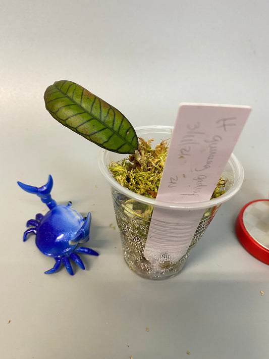 Hoya sp gunung gading - rooted