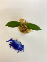 Hoya patella white - Unrooted
