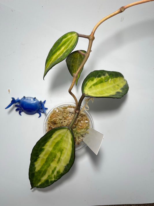 Hoya macrophylla pot of gold - Unrooted