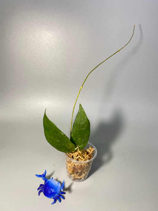 Hoya scortechinii white - unrooted