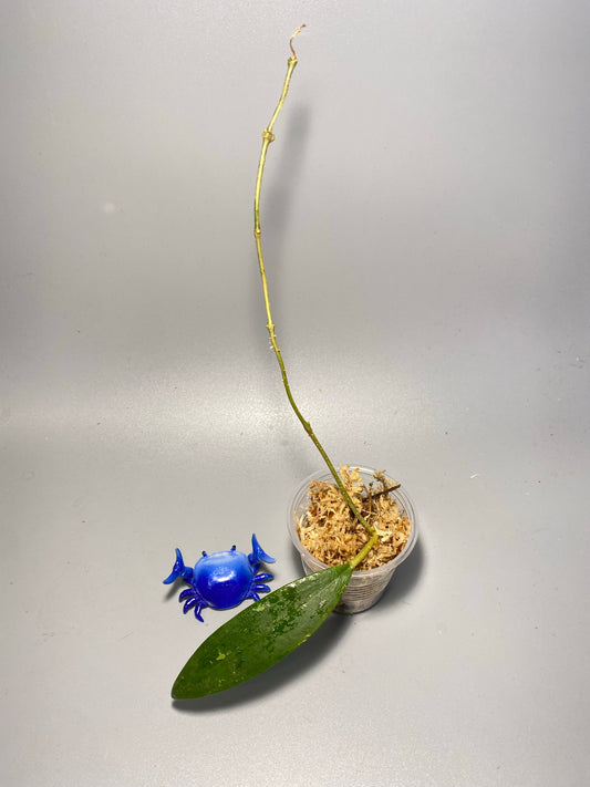 Hoya sp Burma  - unrooted