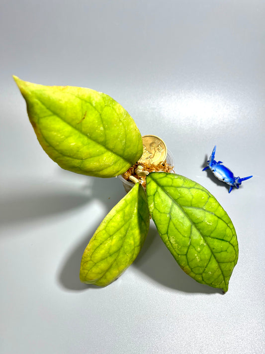 Hoya cv larisa with some splash  - Unrooted