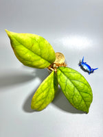 Hoya cv larisa with some splash  - Unrooted