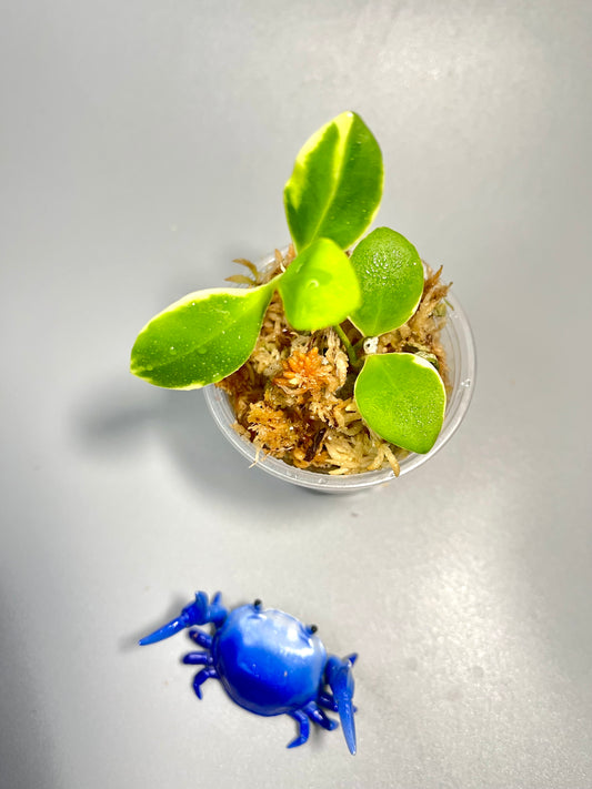 Hoya heuschkeliana albomarginata - starting to root