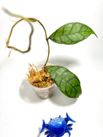 Hoya callistophylla - Unrooted