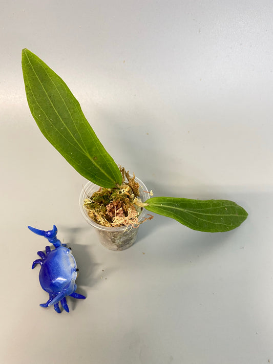 Reserved for Jaime - Hoya valmayoriana - has some roots