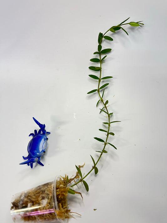 Hoya engleriana - Unrooted