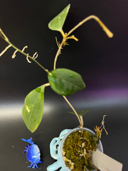 Hoya paulshirleyi - has roots