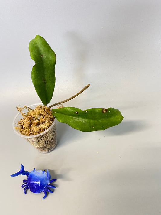 Hoya erythrina - unrooted