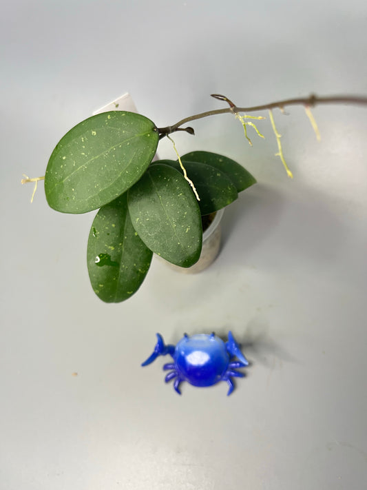 Hoya Hat Som Paen - active growth