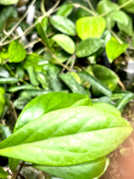 Hoya cv ‘merry - 1 node / 1 leaf - fresh cut - Unrooted