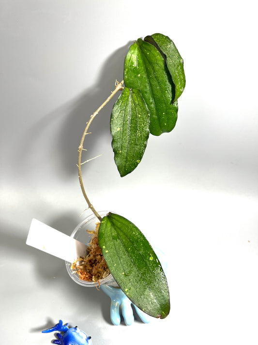 Hoya erythrina - unrooted