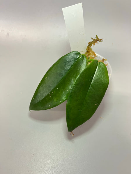 Hoya Archboldiana - has some roots