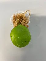 Hoya Kastbergii - just starting to root - free add-on
