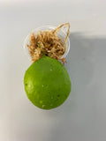 Hoya Kastbergii - just starting to root - free add-on