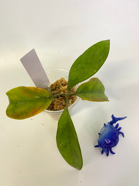 Hoya arnottiana - has some roots