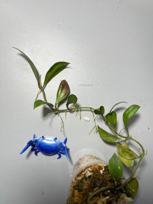 Hoya sipitangensis - active growth