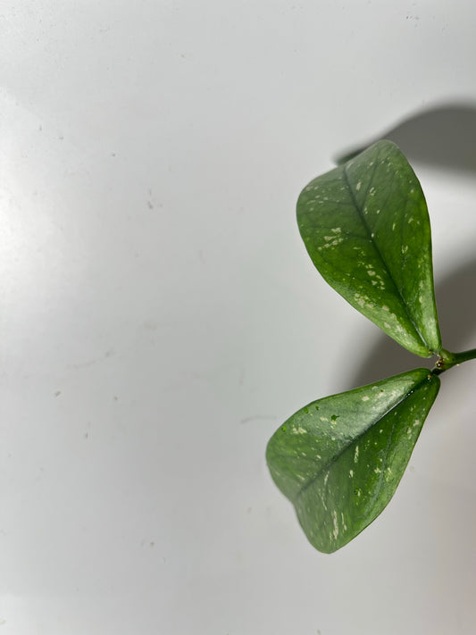 Hoya lobbii orange - fresh cut - Unrooted