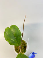 Hoya viola (deykeae x vitellina) - new growth