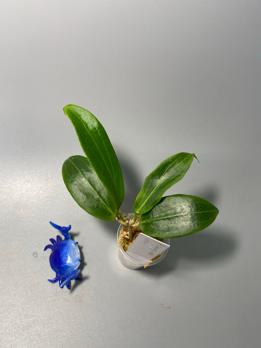 Hoya blashernaezii - active growth