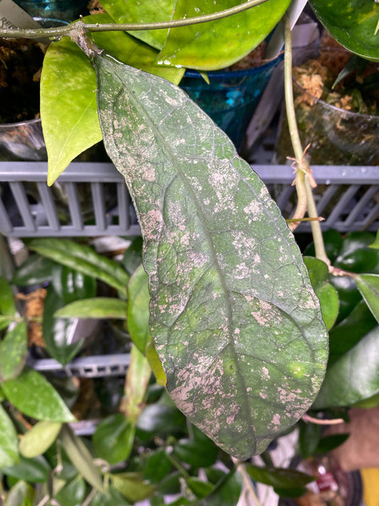 Hoya sp perak - Unrooted