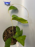Reserved for Jade - Hoya nathalie (erythrostemma x Joy)