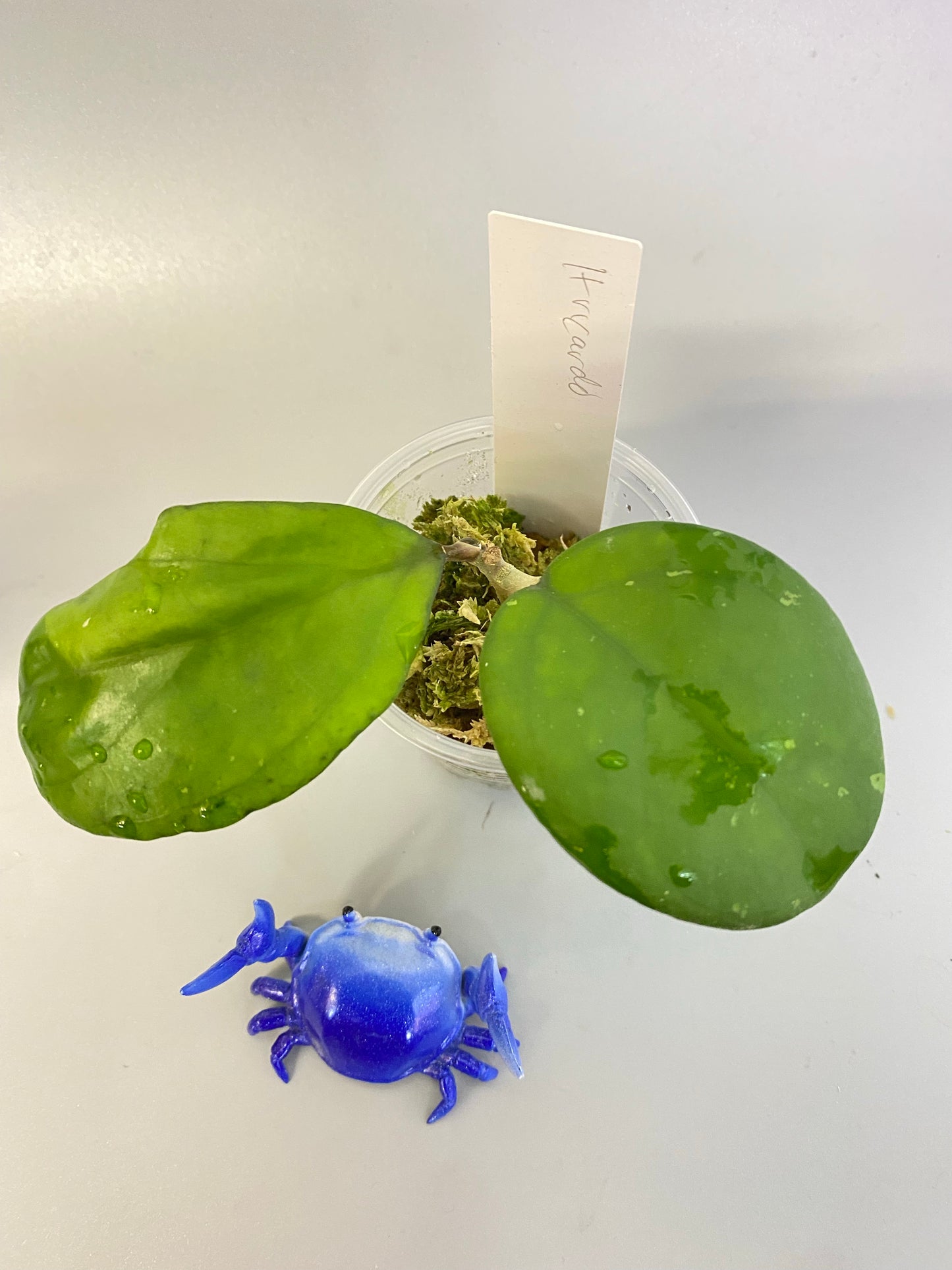 Hoya cv Ricardo - has some roots