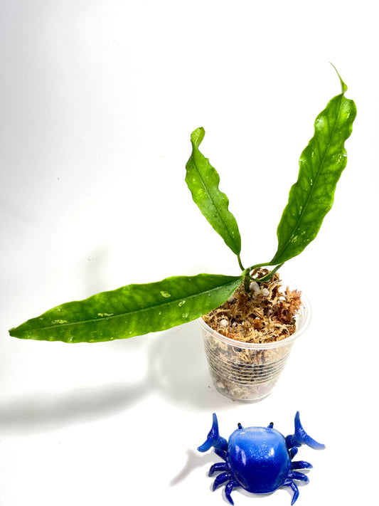 Hoya lockii - has 5 nodes - Unrooted