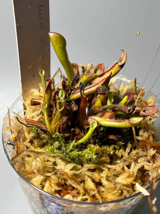 Heliamphora minor burgundy black